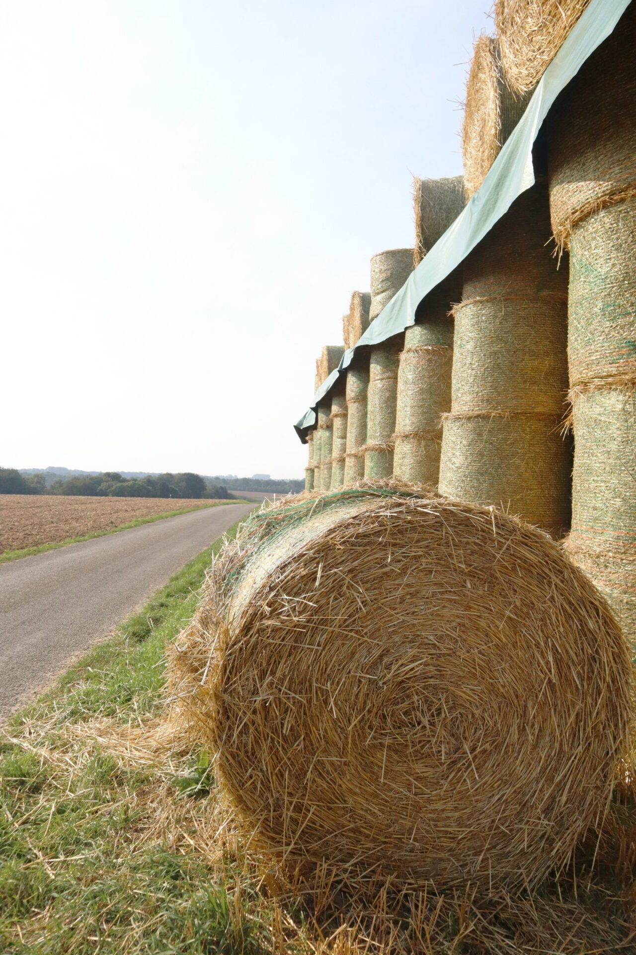Dairy & Agriculture